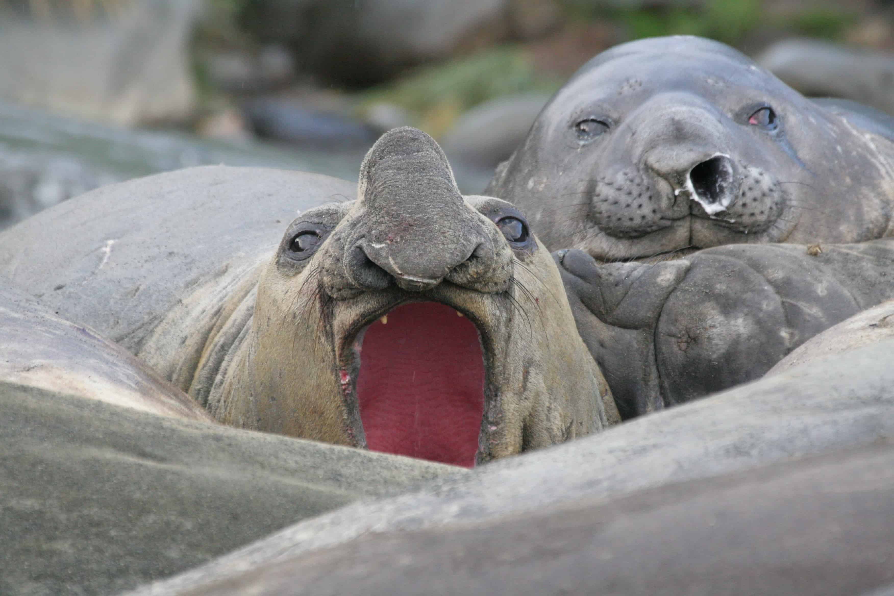 Elephant seals, Grytviken. Copyright: Dr Mike Pienkowski