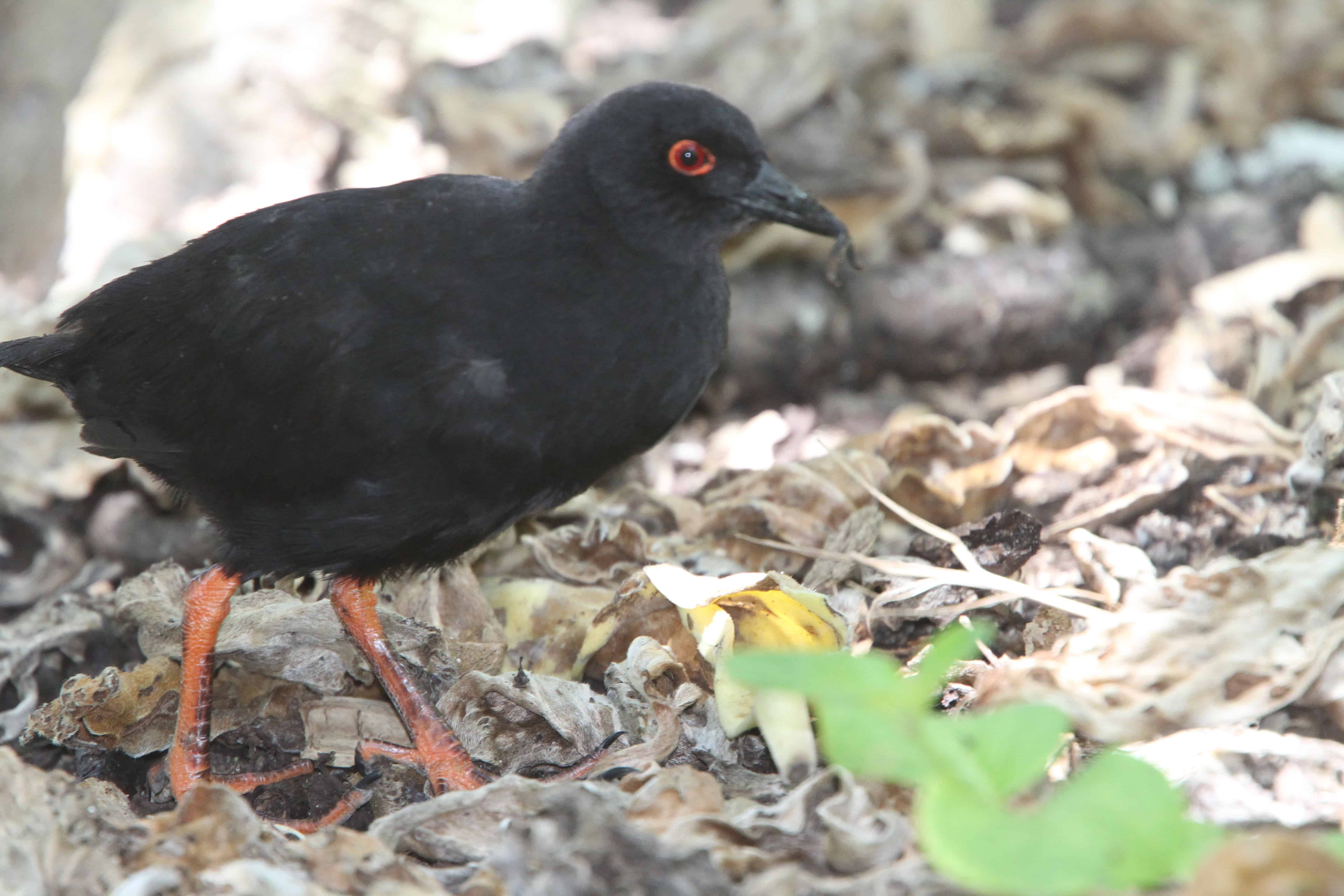 Flightless Henderson rail, one of the Island’s 5 endemic bird species. Copyright: Dr Mike Pienkowski