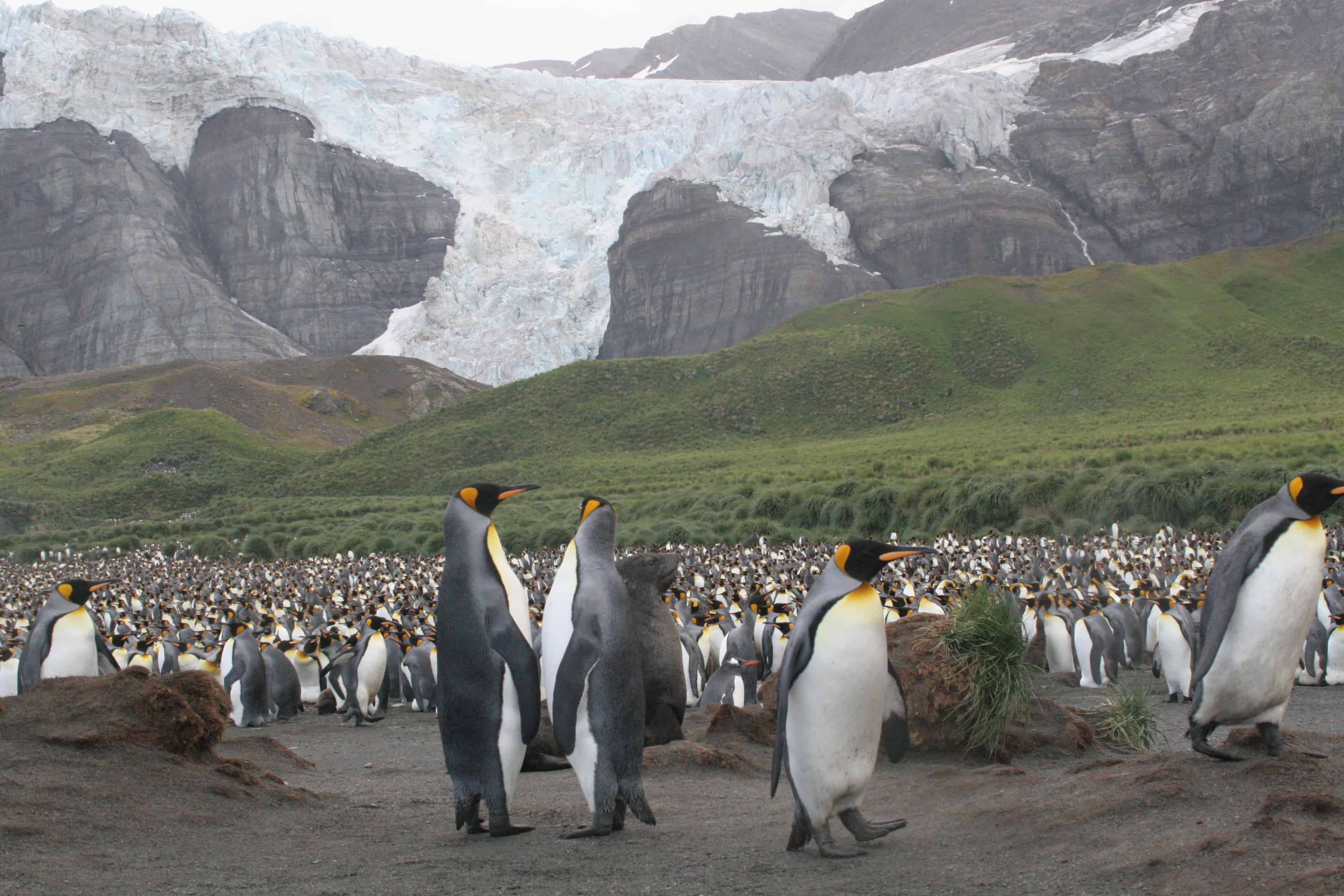 King penguin colony, on NE coast of South Georgia below a glacier. Copyright: Dr Mike Pienkowski