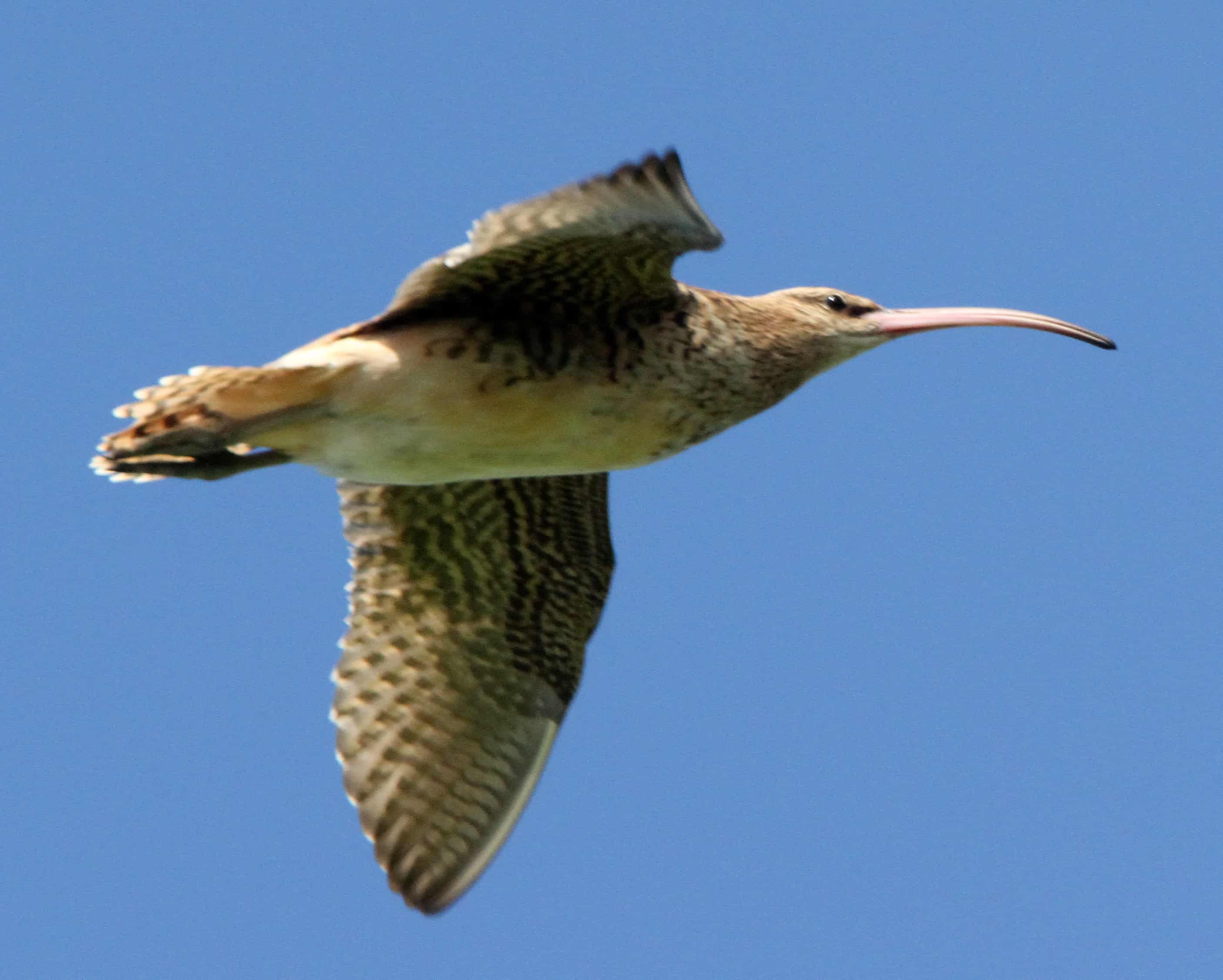 Bristle-thighed curlew Numenius tahitiensis at Henderson. Breeding in Alaska and wintering in the Pacific islands, this species makes some of the world’s longest continuous migratory flights; Copyright: Dr Mike Pienkowski