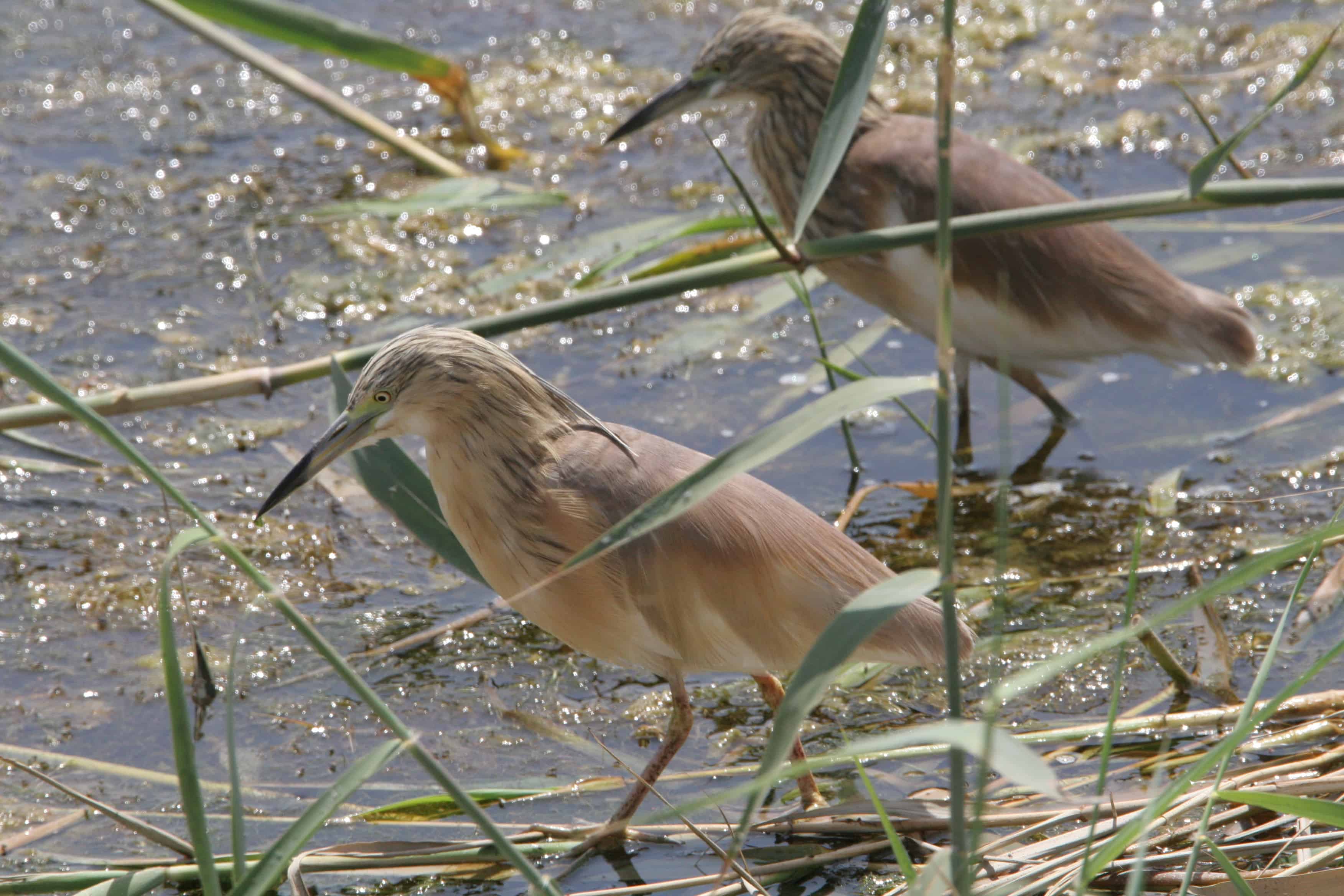 squacco herons in the marshes. Copyright: Dr Mike Pienkowski