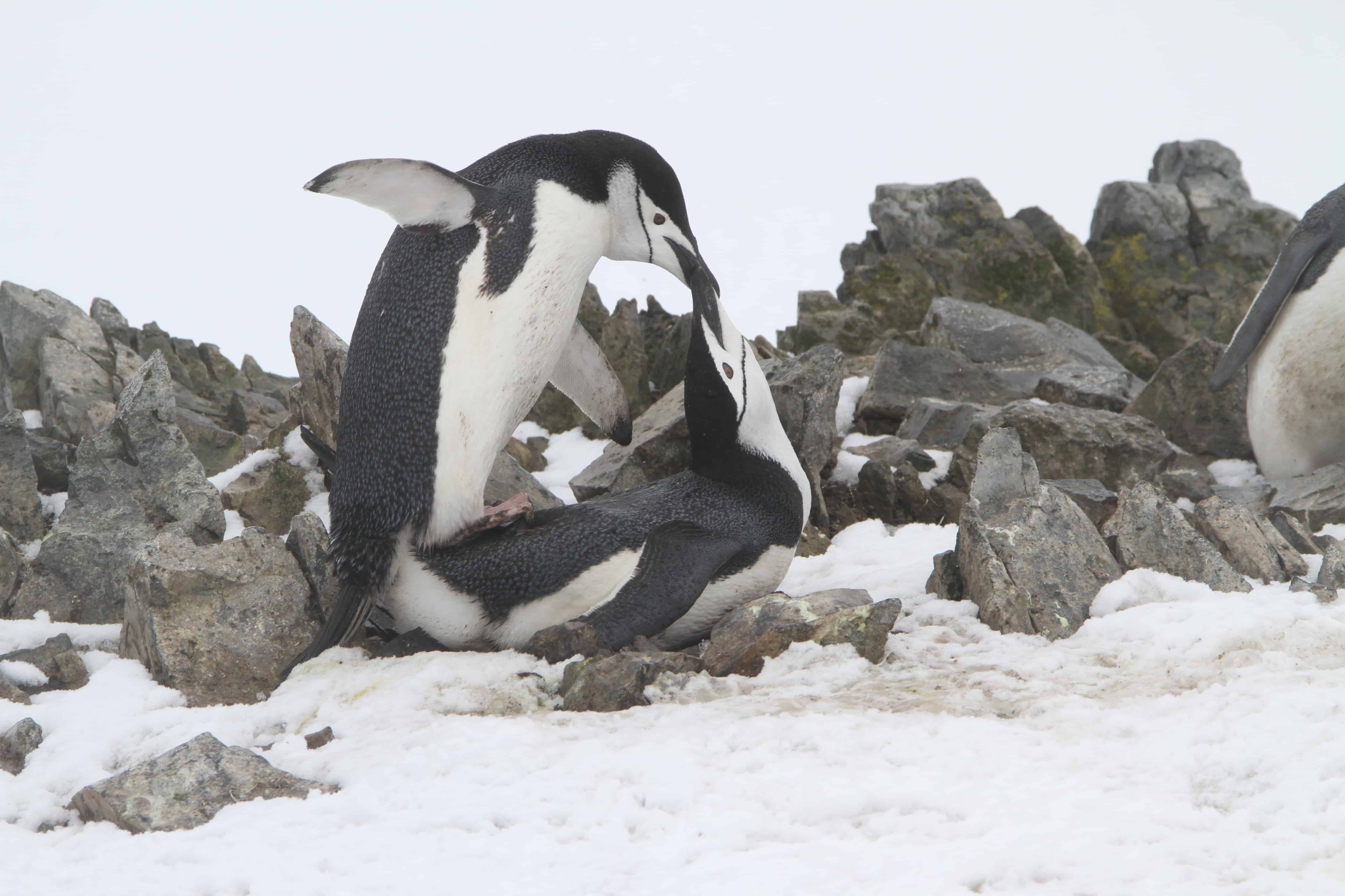 Chinstrap penguin Pygoscelis antarcticus pair at nest site. Copyright: Dr Mike Pienkowski