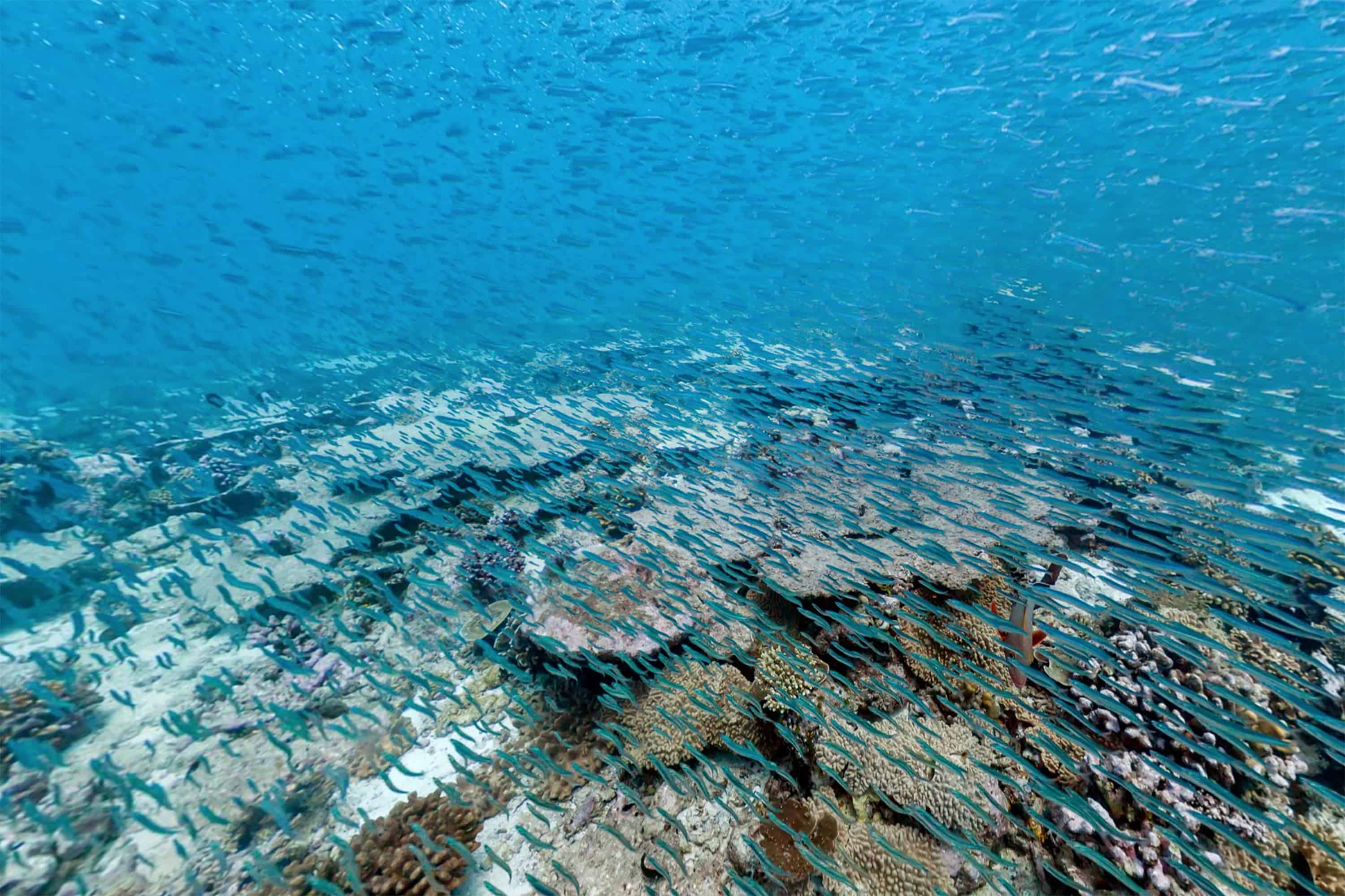 Coral reef in the Chagos Archipelago: Copyright: TheOceanAgency XL Catlin Seaview Survey IYOR2018