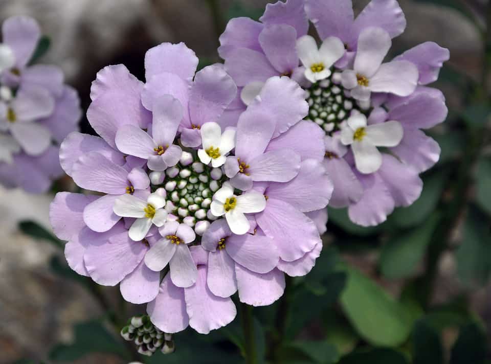 Candytuft Iberis gibraltarica; Copyright Leslie Linares