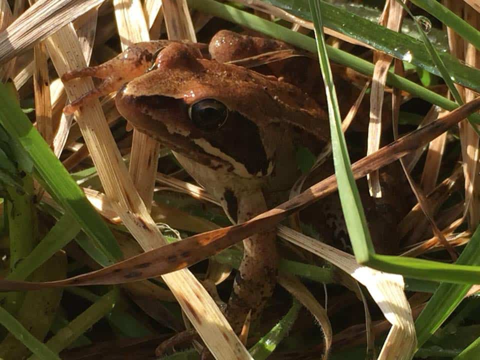 Agile frog. Copyright Piers Sangan/Sangan Island Conservation.