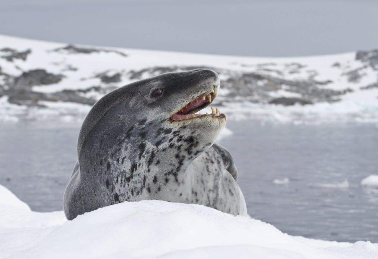 Leopard seal, Antarctica; Copyright: Stewart McPherson www.britainstreasureislands.com