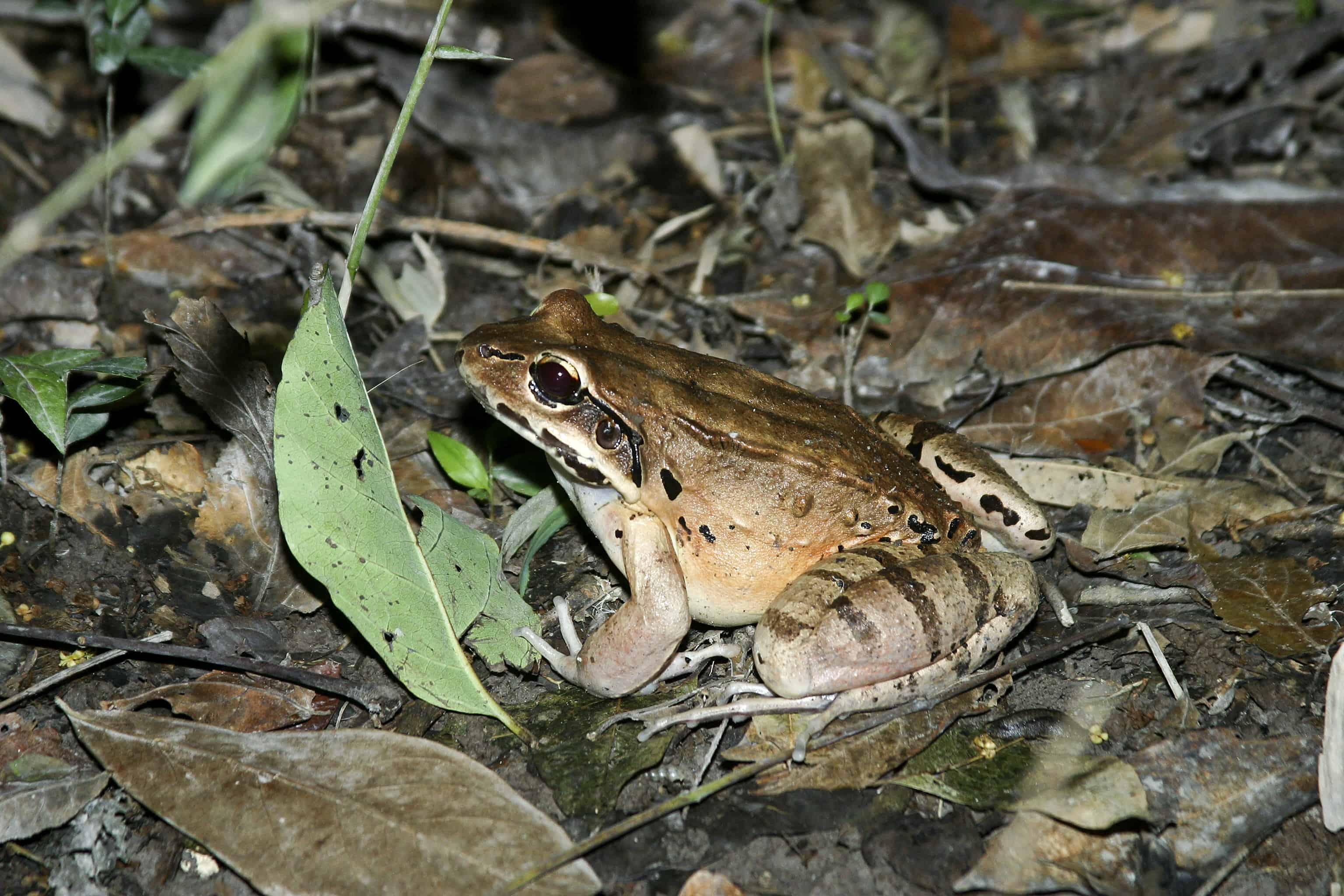 Mountain Chicken hunts for food at night in Montserrat. Copyright: Dr Mike Pienkowski