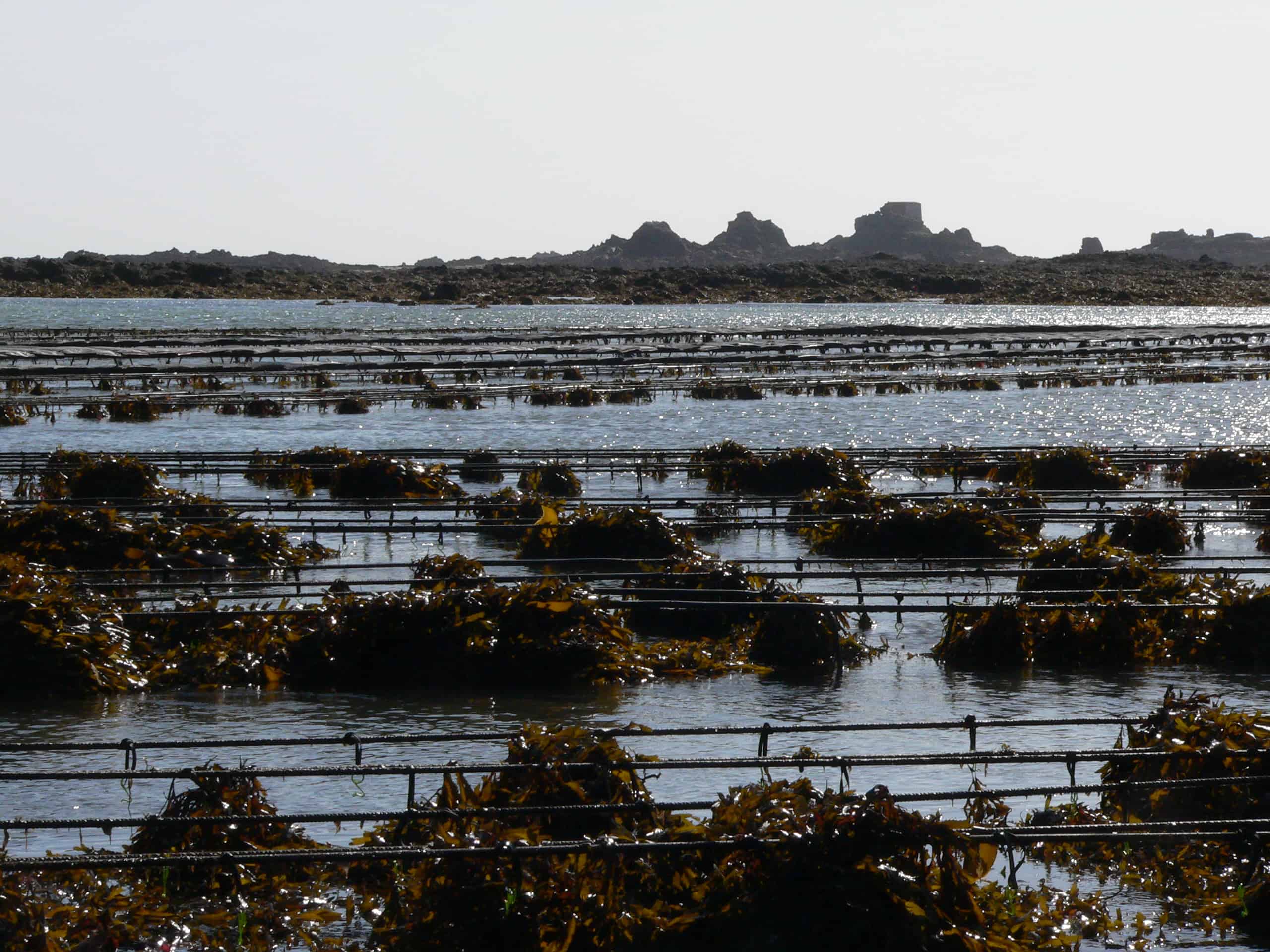 Mussel beds within the South-east Coast of Jersey Wetland of International Importance; Copyright: Dr Mike Pienkowski