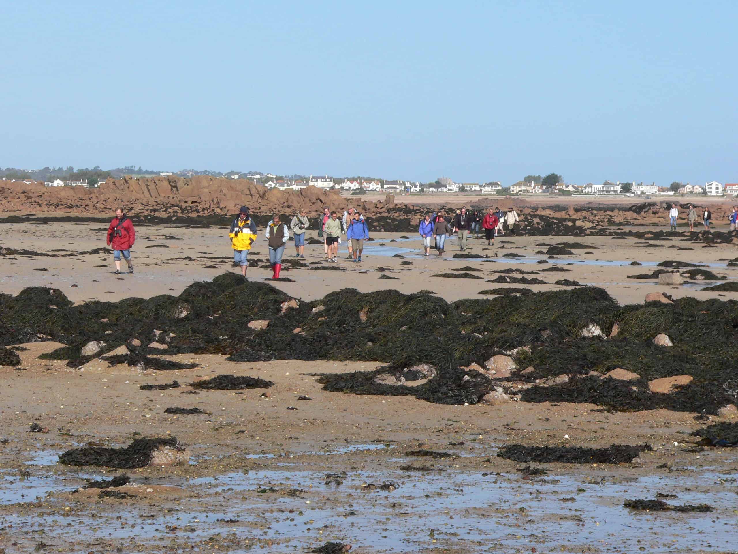 A major feature of Jersey is extreme tidal range, so that its area at low-water is hugely larger than at high-water. A part of this range is illustrated as the members of the UKOTCF conference there in 2006, while on their site-visit, pass intertidal rocks much taller themselves, but which are covered at high-water. Copyright: Dr Mike Pienkowski