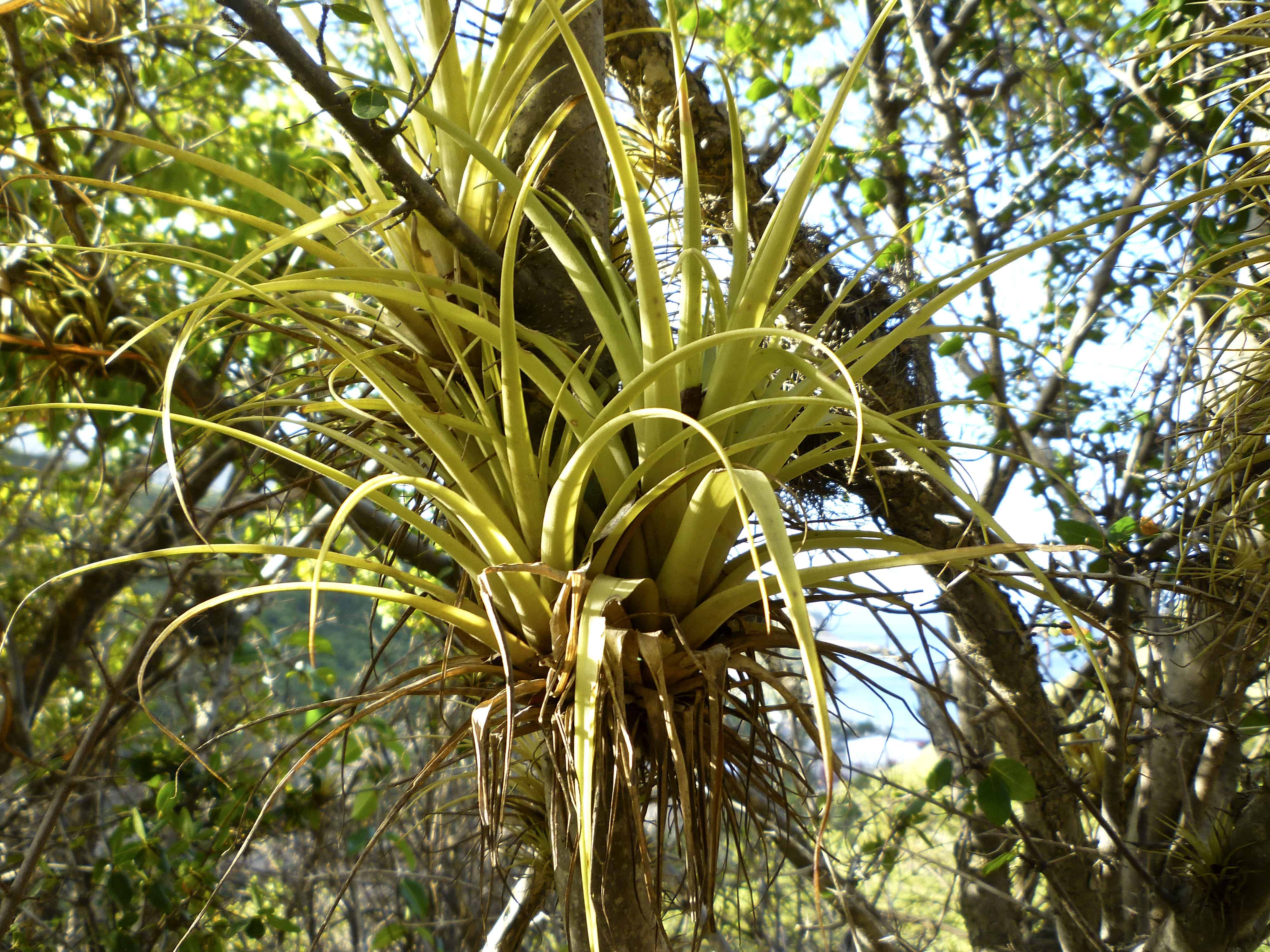 Endemic Montserrat orchid growing epiphytically on tree. Copyright: Dr Mike Pienkowski