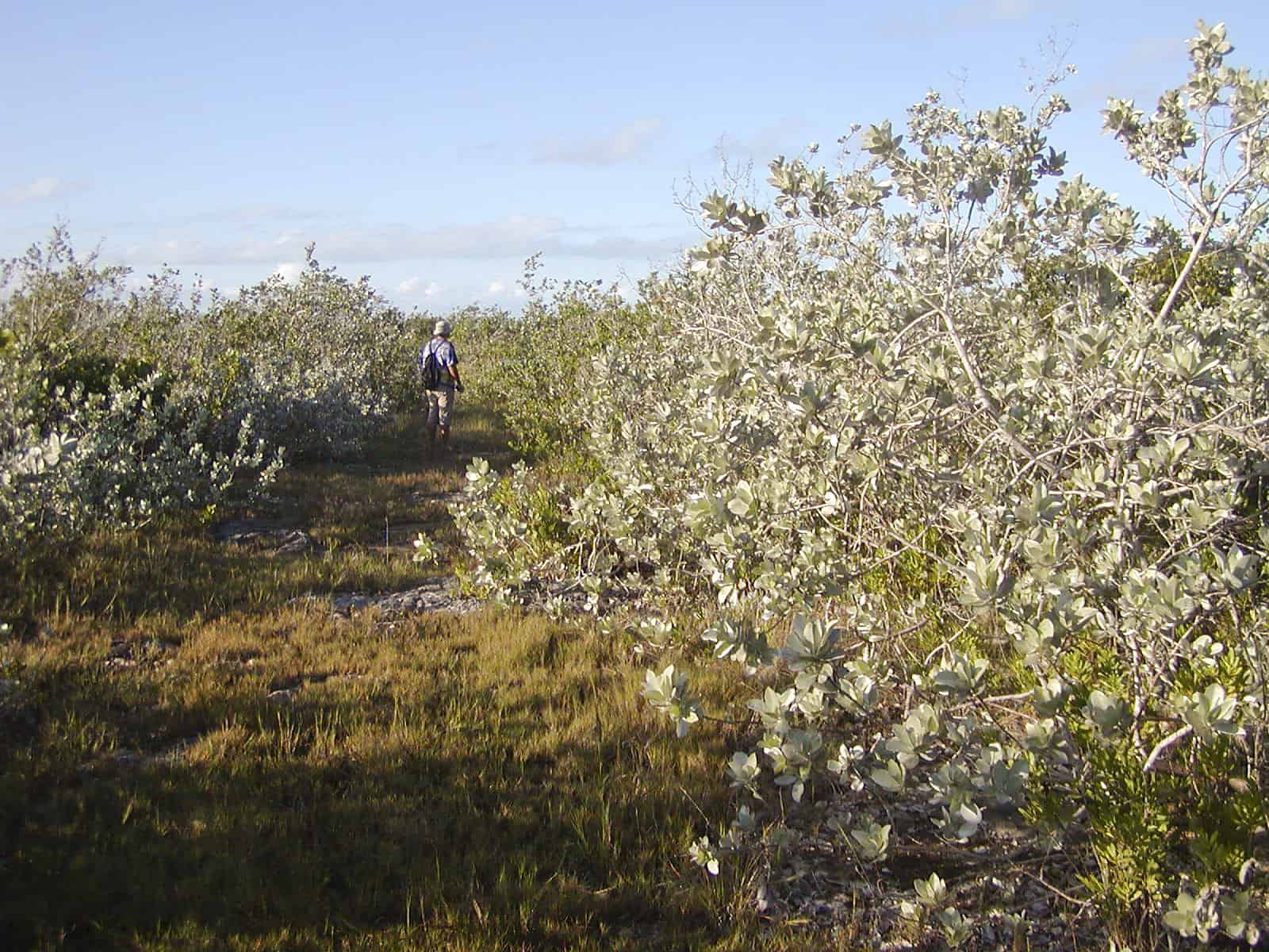 Another characteristic plant, silver buttonwood, which forms distinctively coloured stands on the flats on the south side of the Caicos Islands. Copyright: Dr Mike Pienkowski