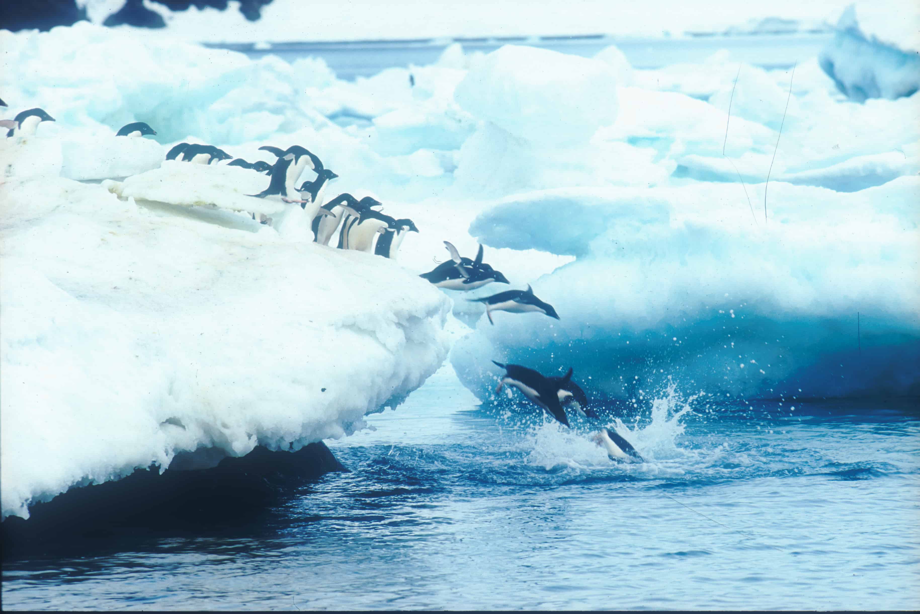 Adélie penguins dive into the sea. Copyright: Michael Gore FRPS