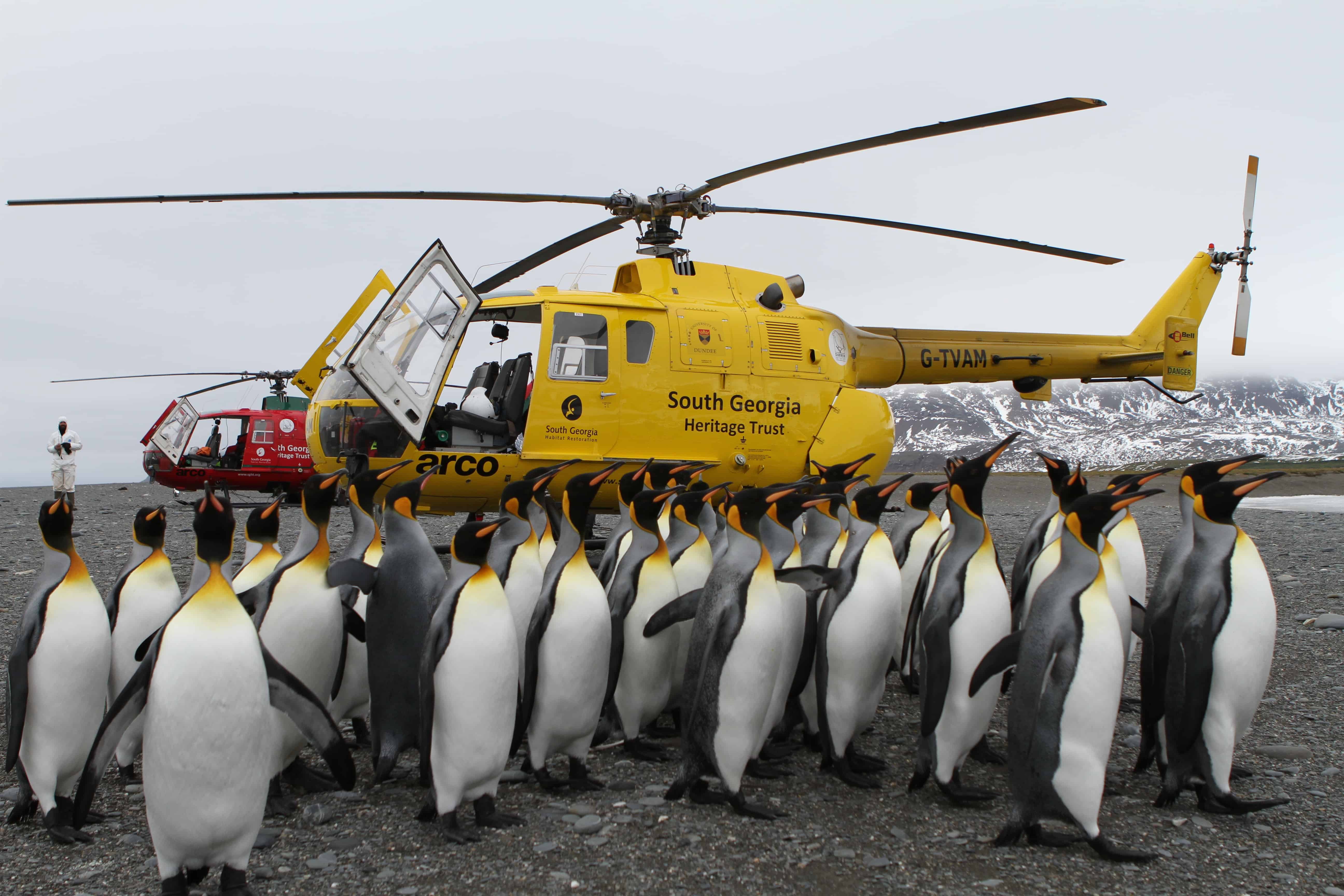 Helicopter used for large scale baiting is re-supplied before continuing its efforts to cover large areas with poison in order to eradicate rats from South Georgia and restore habitat for native species such as the South Georgia pipit- in the foreground some of the native fauna, a group of Emperor penguins; Copyright: South Georgia Heritage Trust