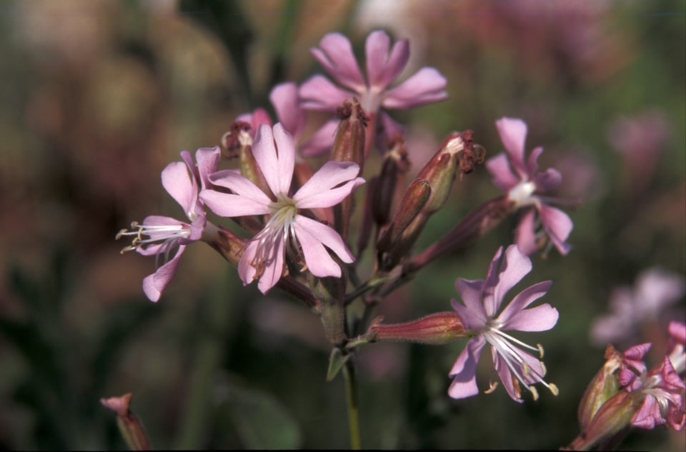 The endemic campion Silene tomentosa; Copyright Leslie Linares