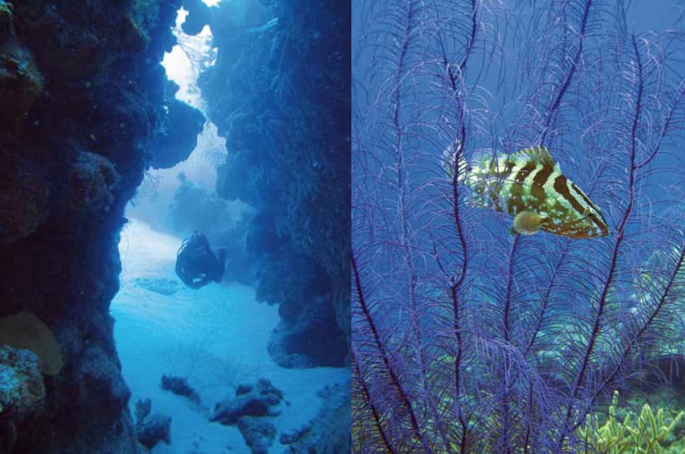 Underwater in TCI: Copyright Turks and Caicos Reef Fund