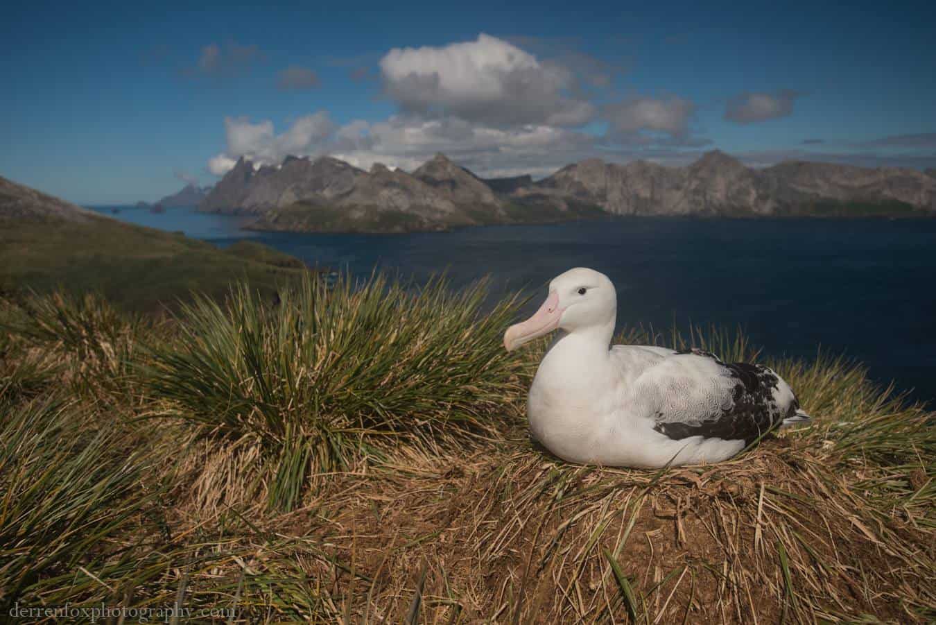 An incubating wandering albatross, South Georgia Copyright: Derren Fox