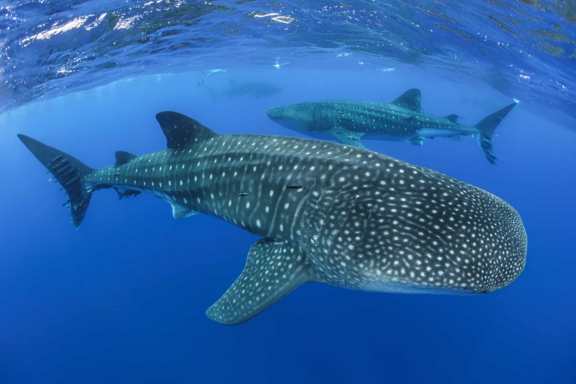 Whale sharks are annual visitors to St Helena. Research and conservation projects to understand more about their migratory routes and protect them are currently underway; Copyright: St Helena National Trust