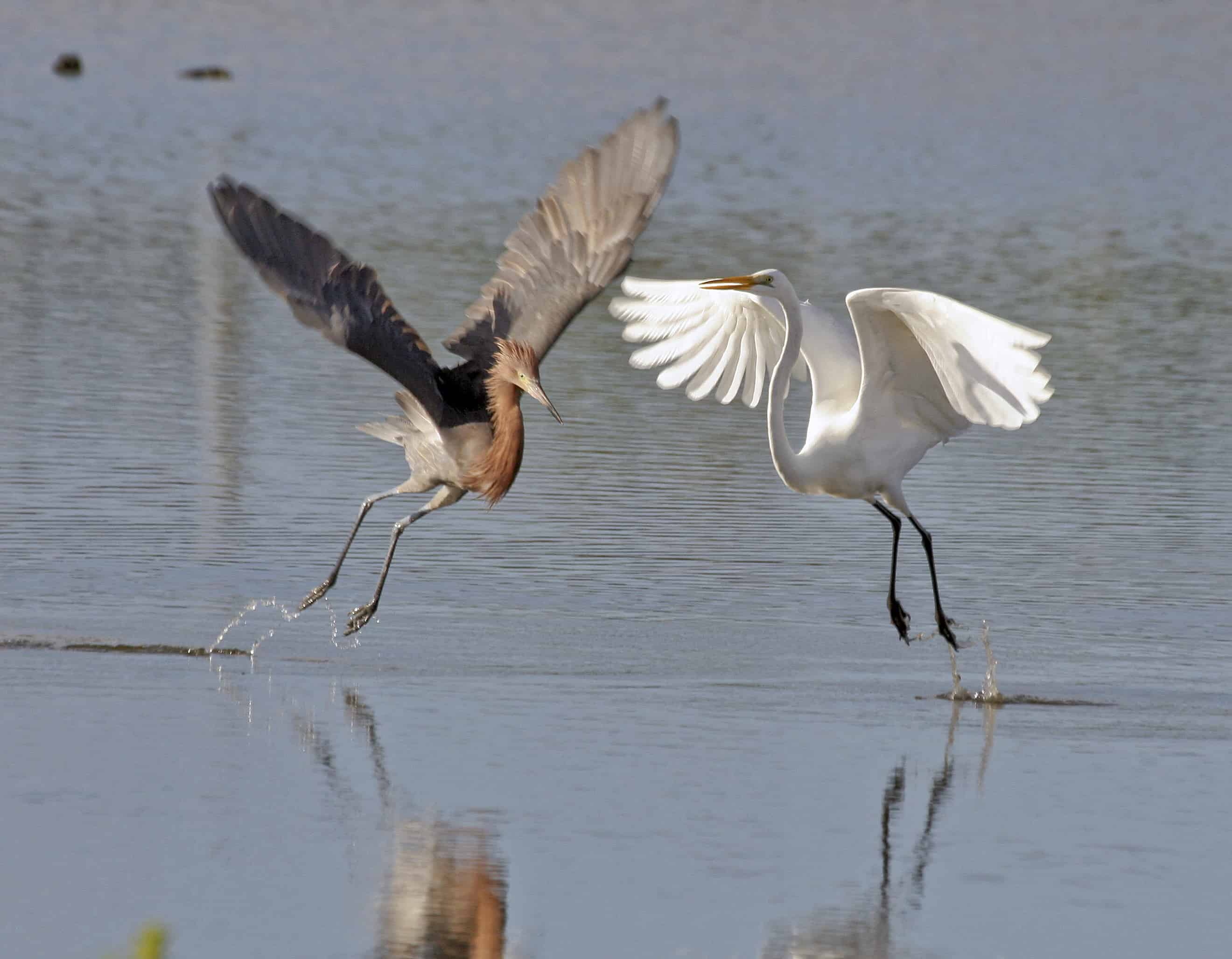 Reddish and great egret fishing on North Salina, Grand Turk. Copyright: Dr Mike Pienkowski