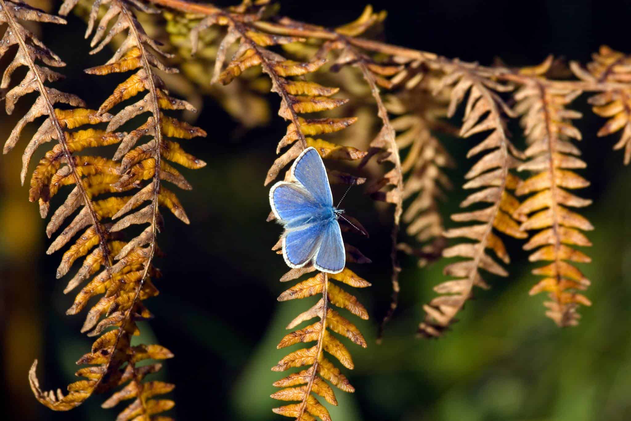 An Alderney common blue butterfly on a bracken leaf; Copyright: Alderney Wildlife Trust