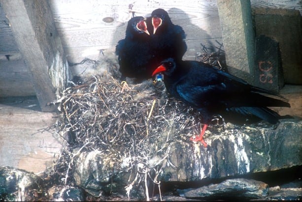 Choughs at nest site with young; Copyright: Dr Eric Bignal