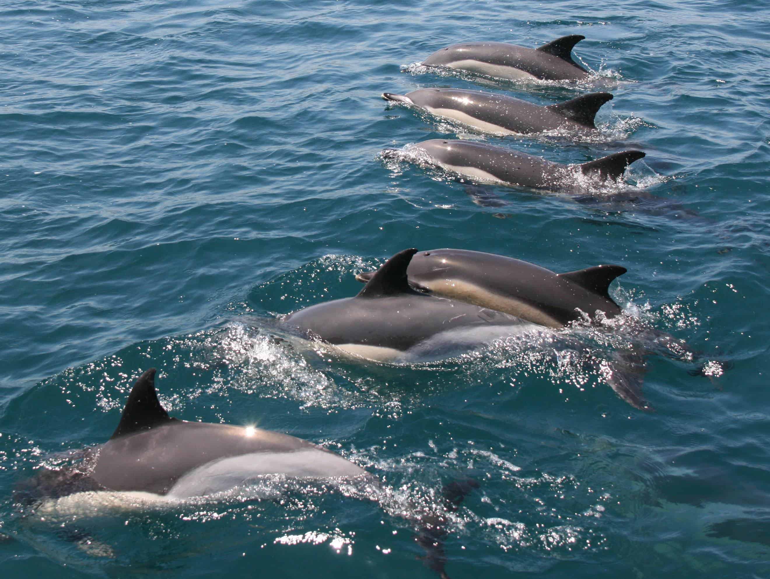 Common dolphins in the Strait of Gibraltar. Copyright: Eric Shaw.