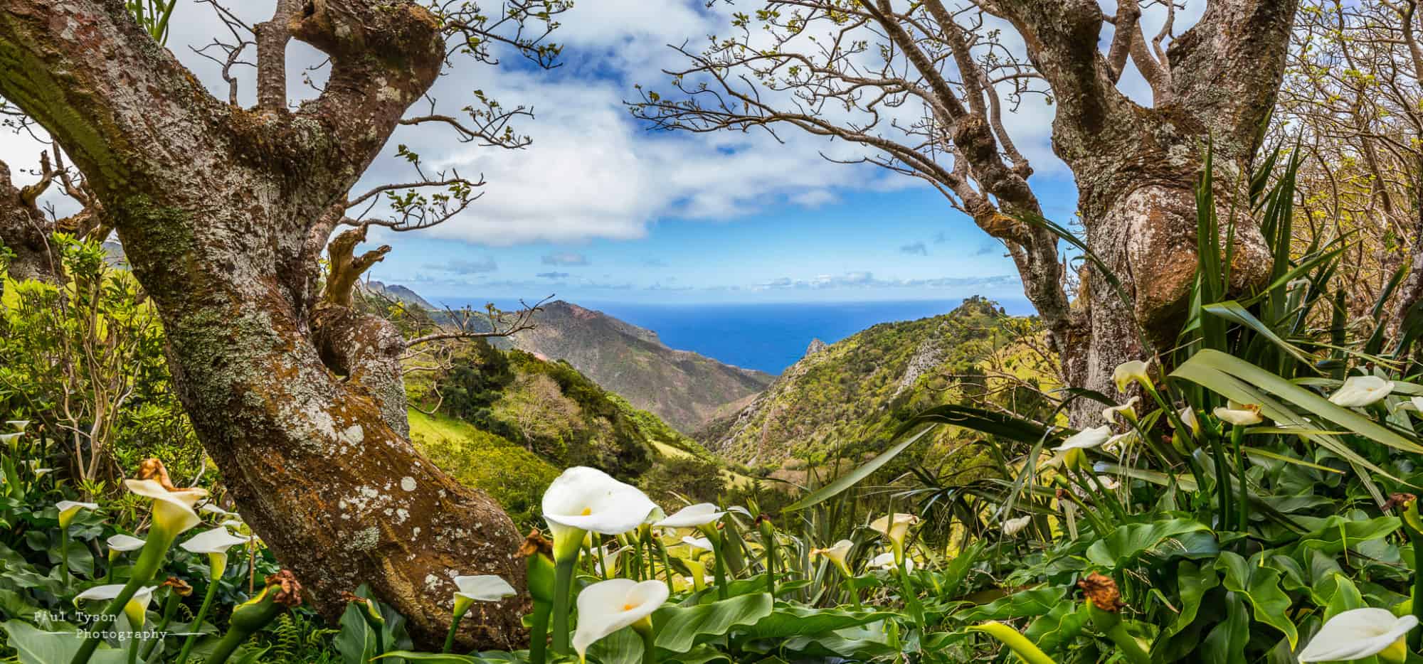 Arum lilies overlooking Sandy Bay, St Helena Copyright: Paul Tyson