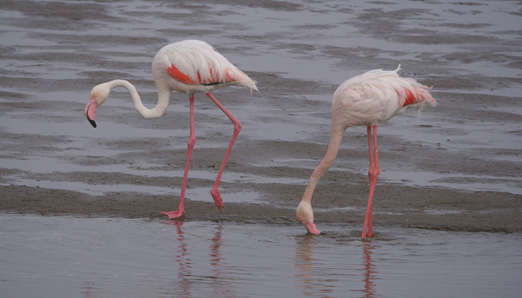 Flamingoes feeding in Cyprus Sovereign Base Areas; Copyright: Michael Gore FRPS