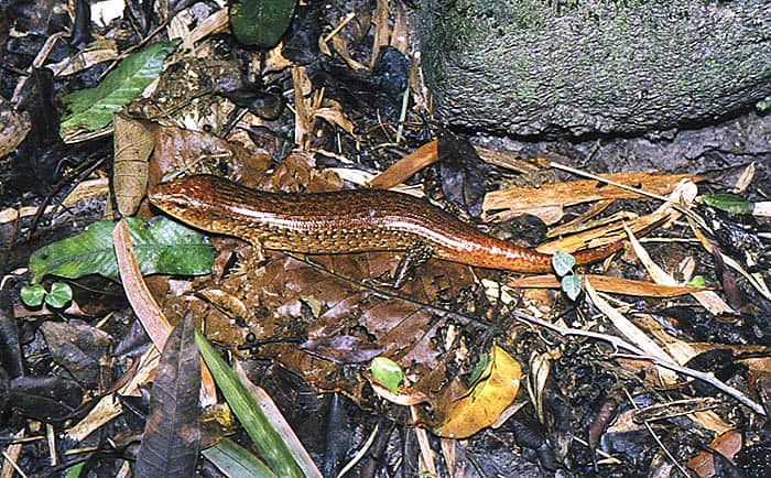 Galliwasp lizard. Copyright: A. Ogrodwczyk/Durrell;