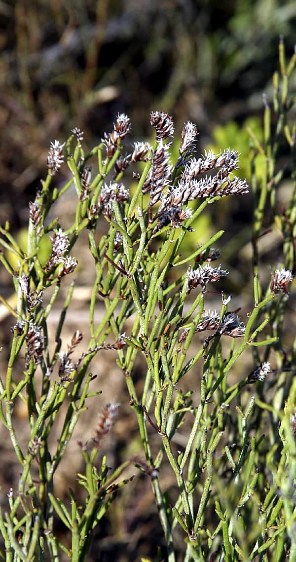 Turks & Caicos heather, the national plant found only in TCI.