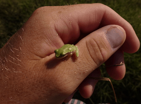 Felix holds a green frog as he carries out surveys in the salt marsh in Akrotiri; Copyright: Felix Driver