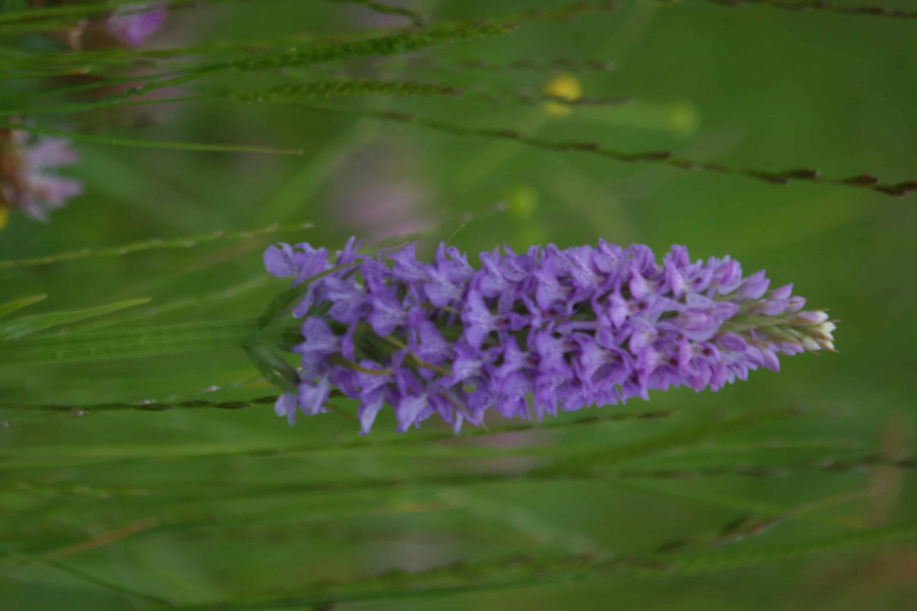 An orchid; Copyright: Dr Mike Pienkowski