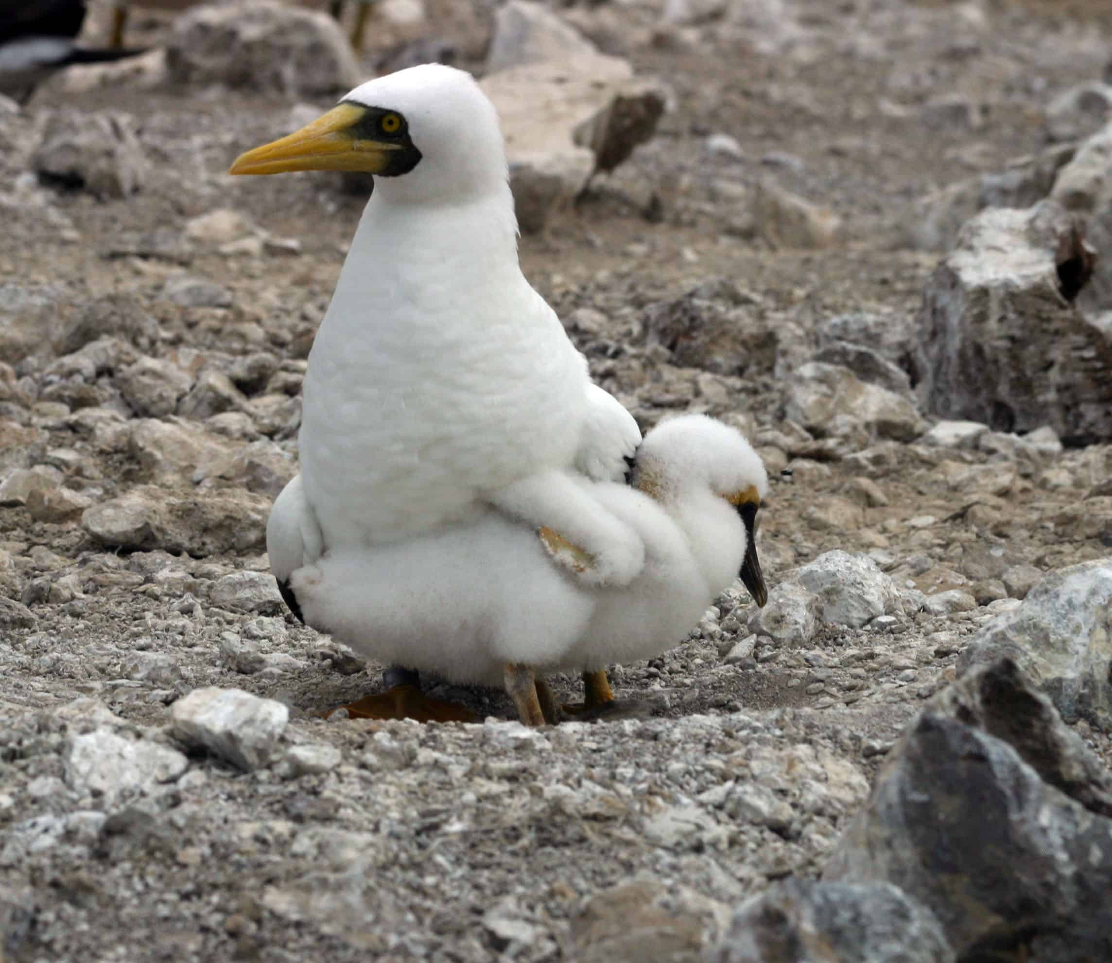 Masked Booby and chick at nest on the main island in 2004, one of the first years of re-establishment there; Copyright: Dr Mike Pienkowski