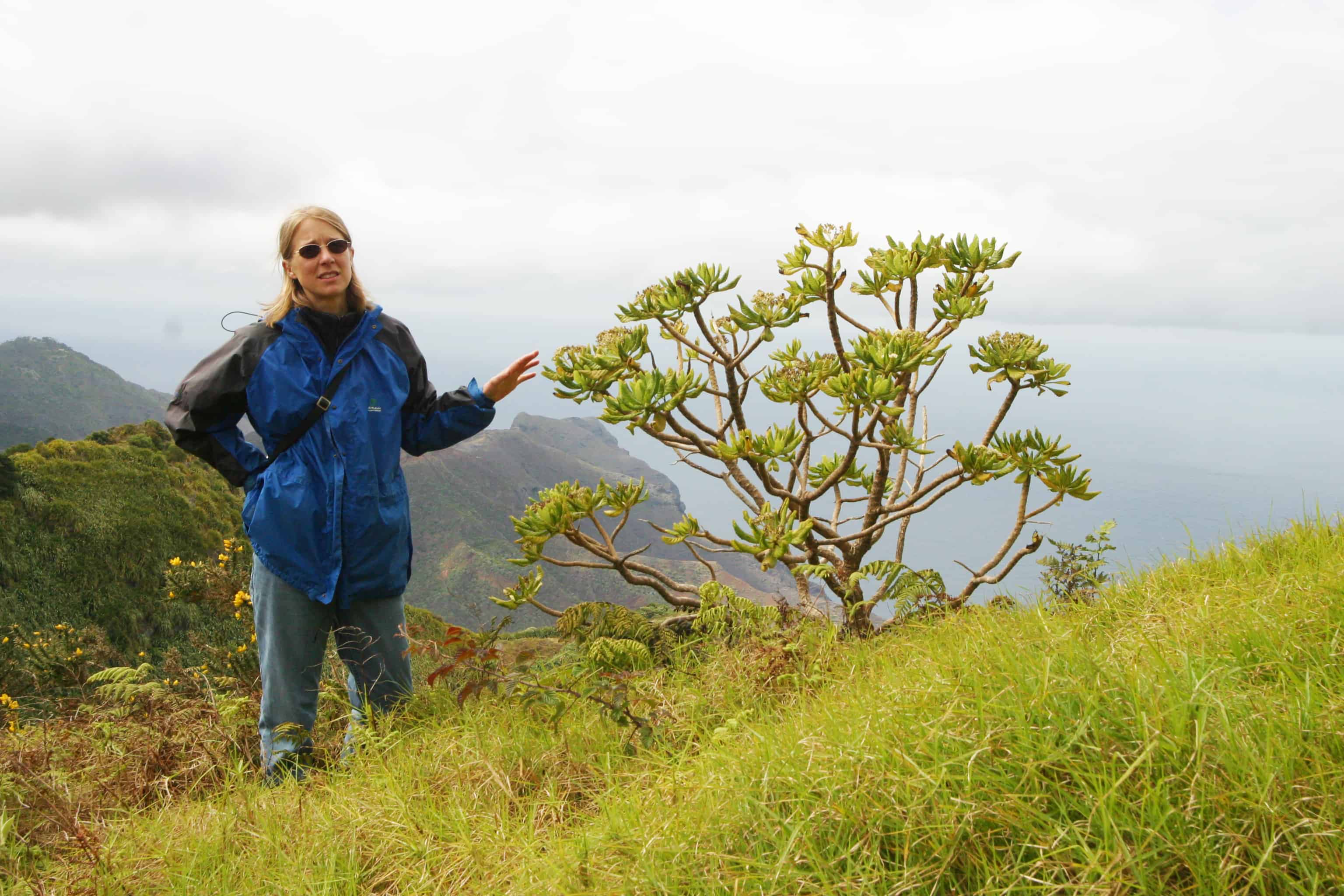 St Helena botanist (and President of SHNT), Dr Rebecca Cairns-Wicks, pointing out a he-cabbage, one of several St Helena endemic plants reduced to a few individuals. Copyright: Dr Mike Pienkowski