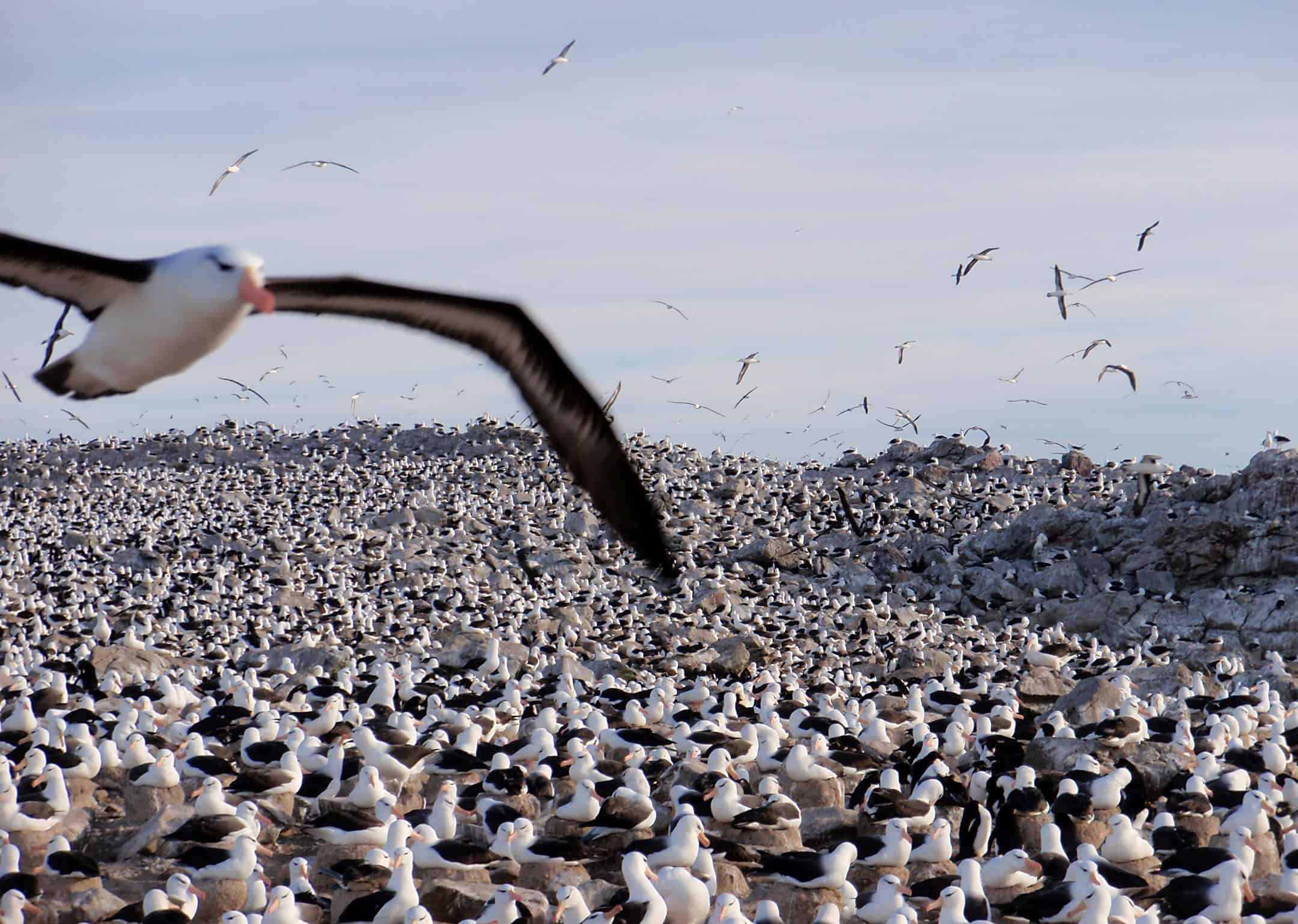 Black Browed Albatross colony on Falkland Islands; Copyright: Tim Earl