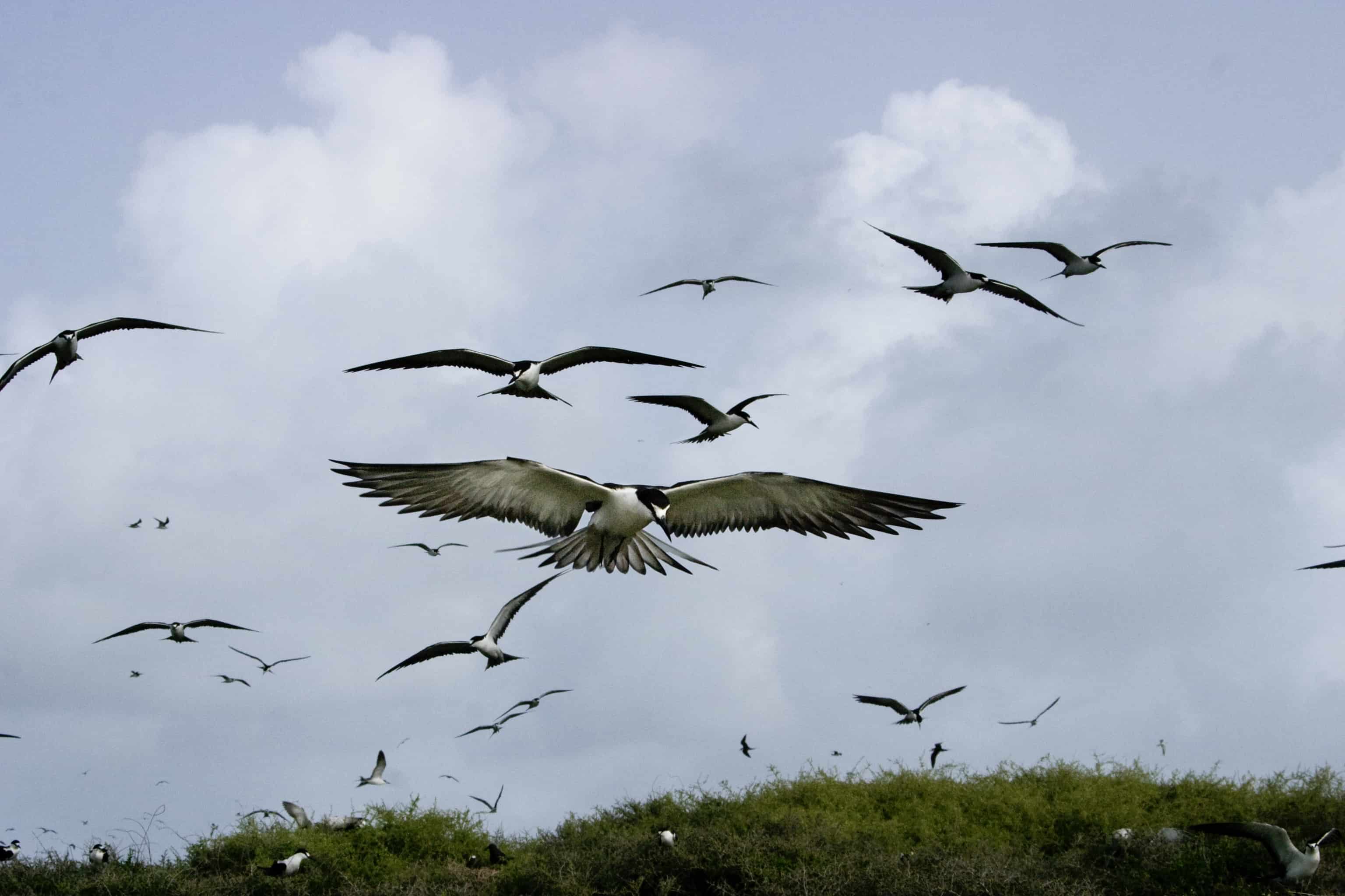 Anguilla's rich avian fauna includes globally important populations of sooty terns; Copyright: Dr Mike Pienkowski