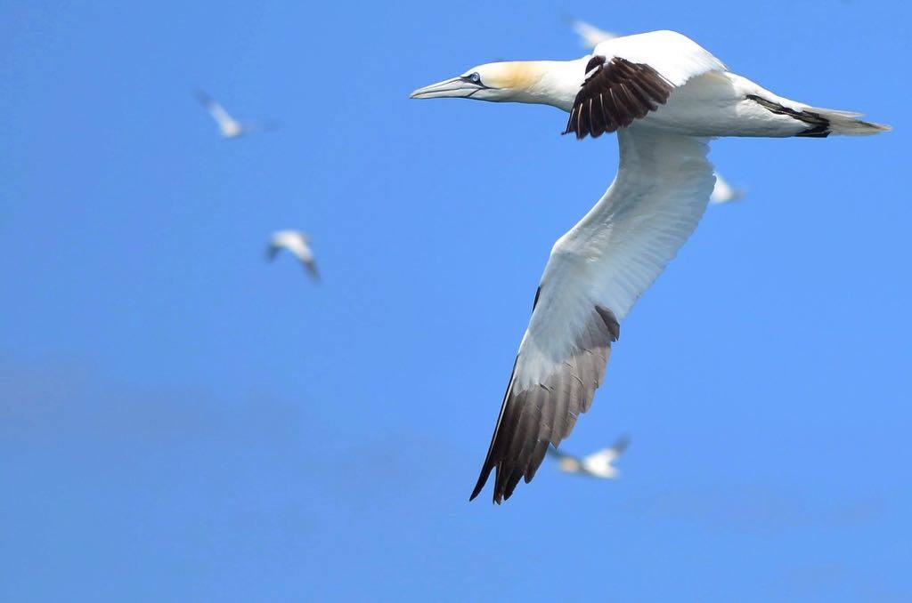 Alderney has an internationally important population of Northern gannets. They are found at Les Etacs and Ortac between February and October - Copyright: Alderney Wildlife Trust