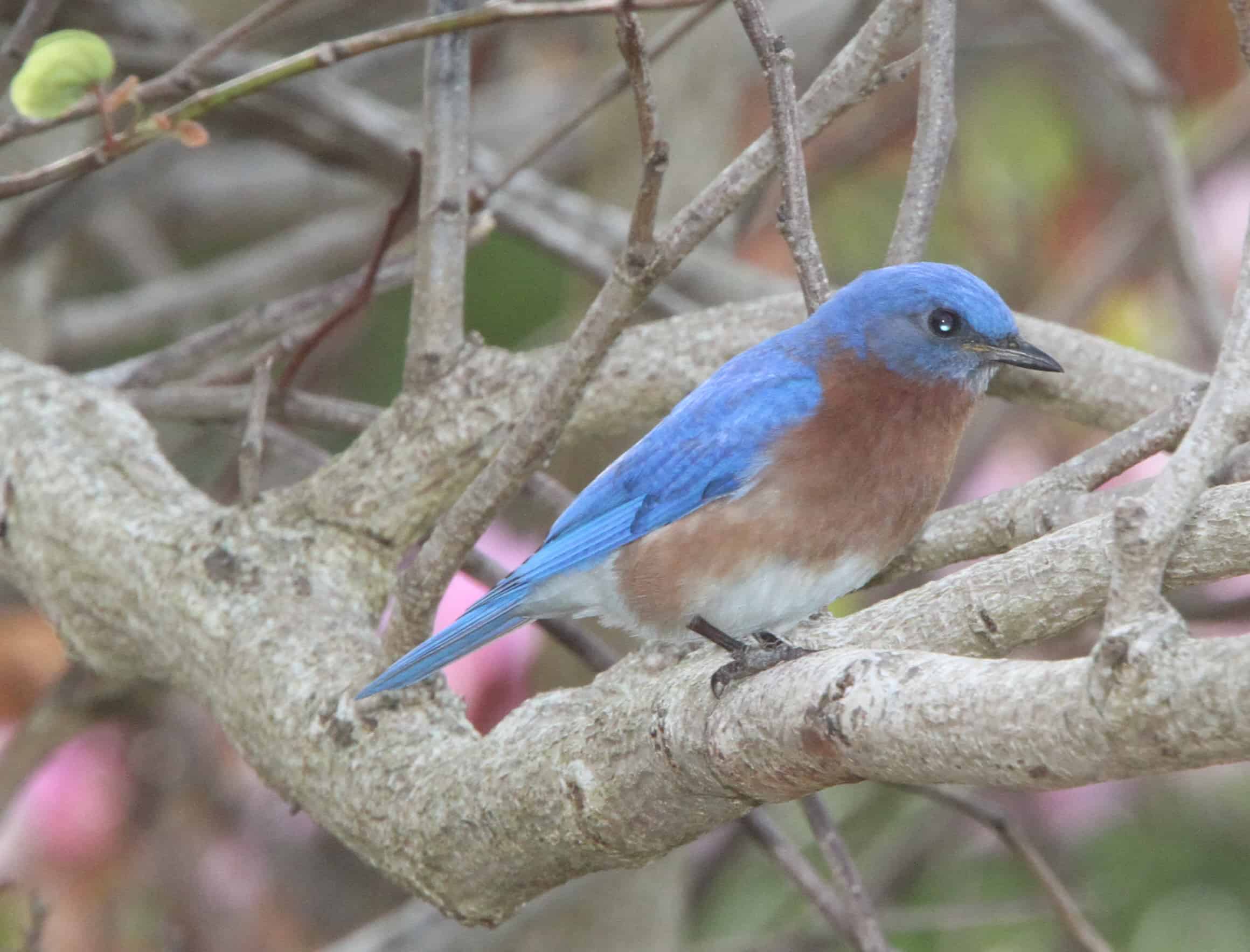 Activities of the Society include building nesting boxes for blue birds; Copyright: Dr Mike Pienkowski