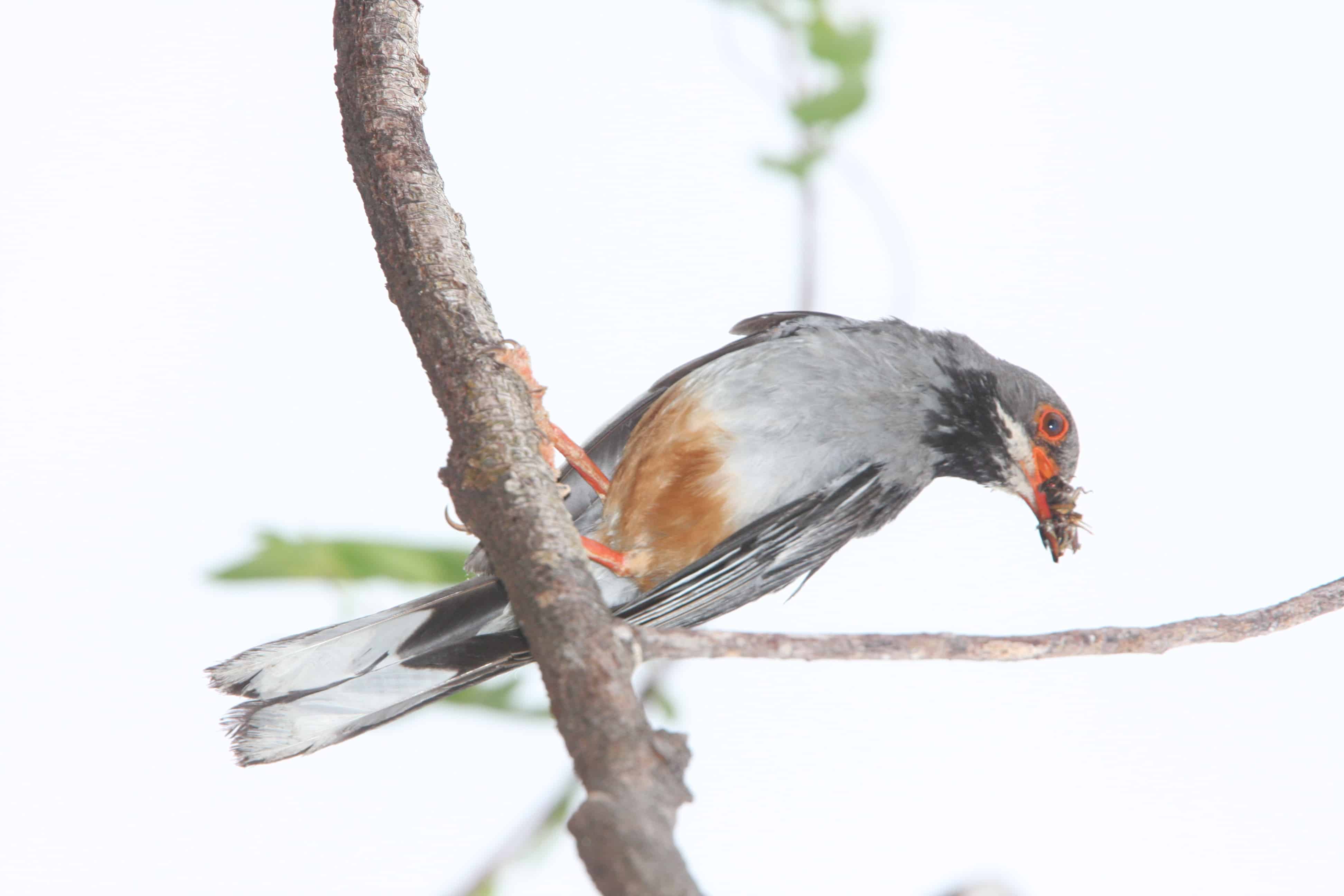 Endemic Cayman Brac race of red-legged thrush; Copyright: Dr Mike Pienkowski