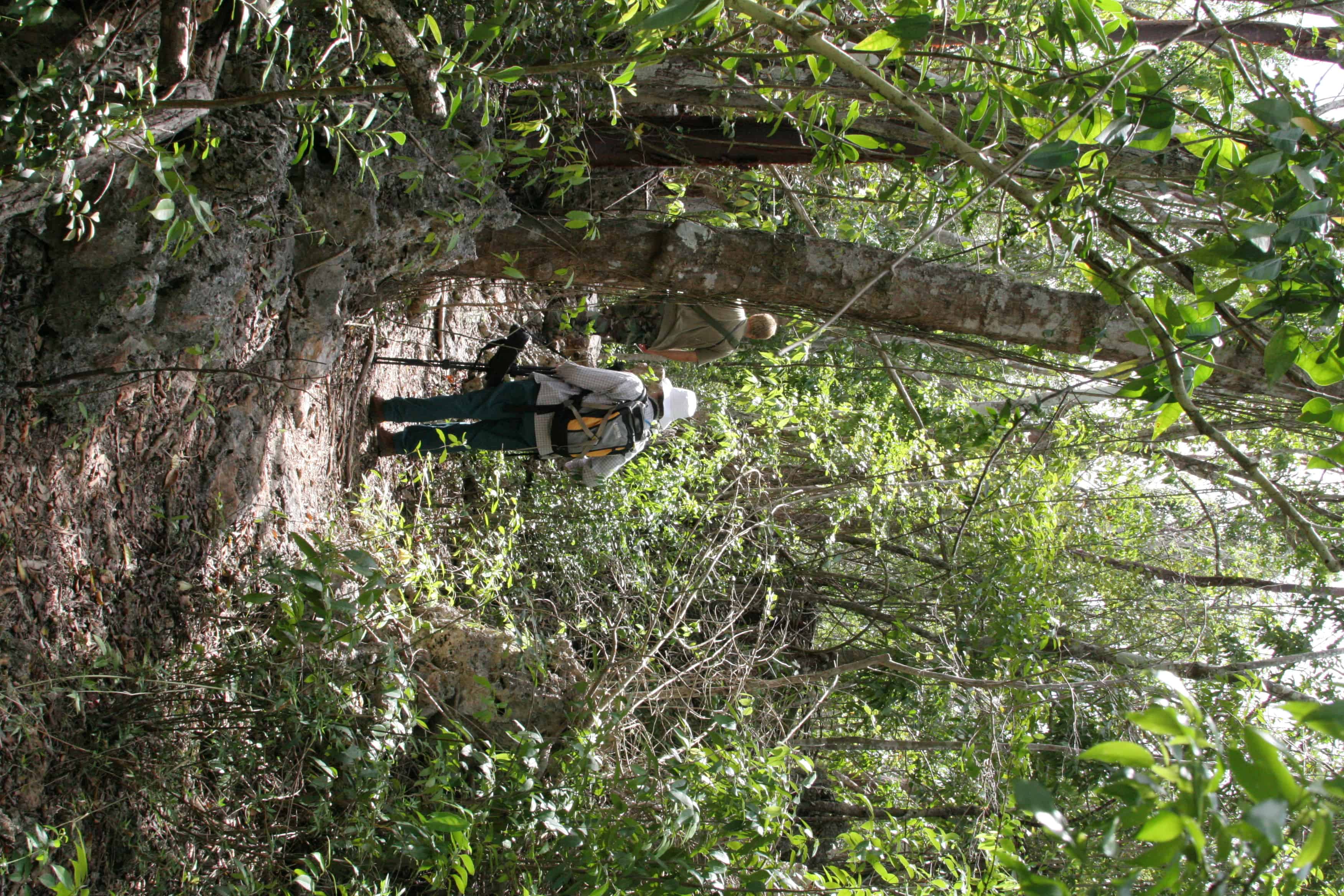 On the Mastic Trail, through forest on Grand Cayman. Copyright: Dr Mike Pienkowski