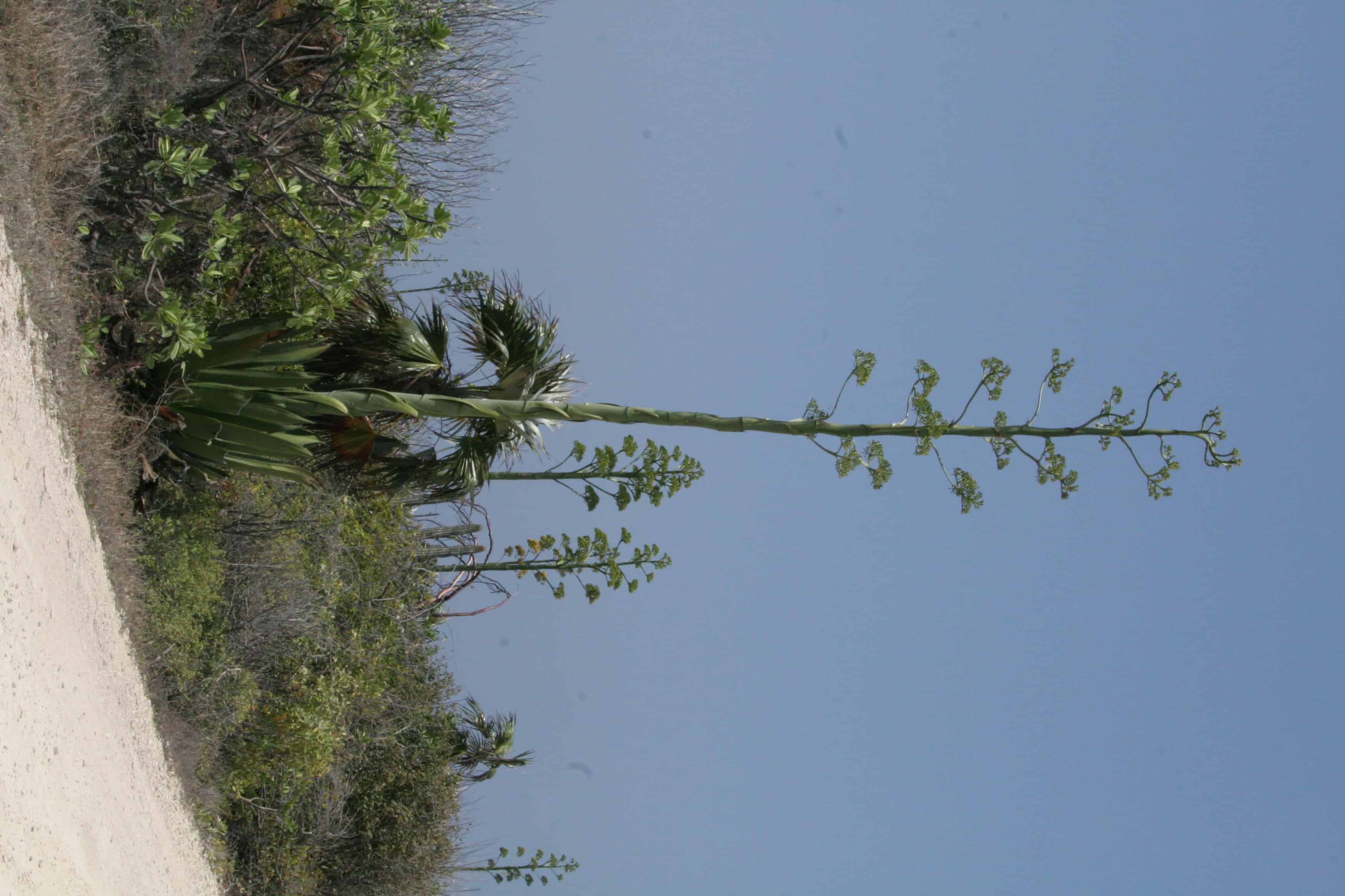 Agave caymanensis, endemic to the Cayman Islands and listed as Vulnerable; Copyright: Dr Mike Pienkowski