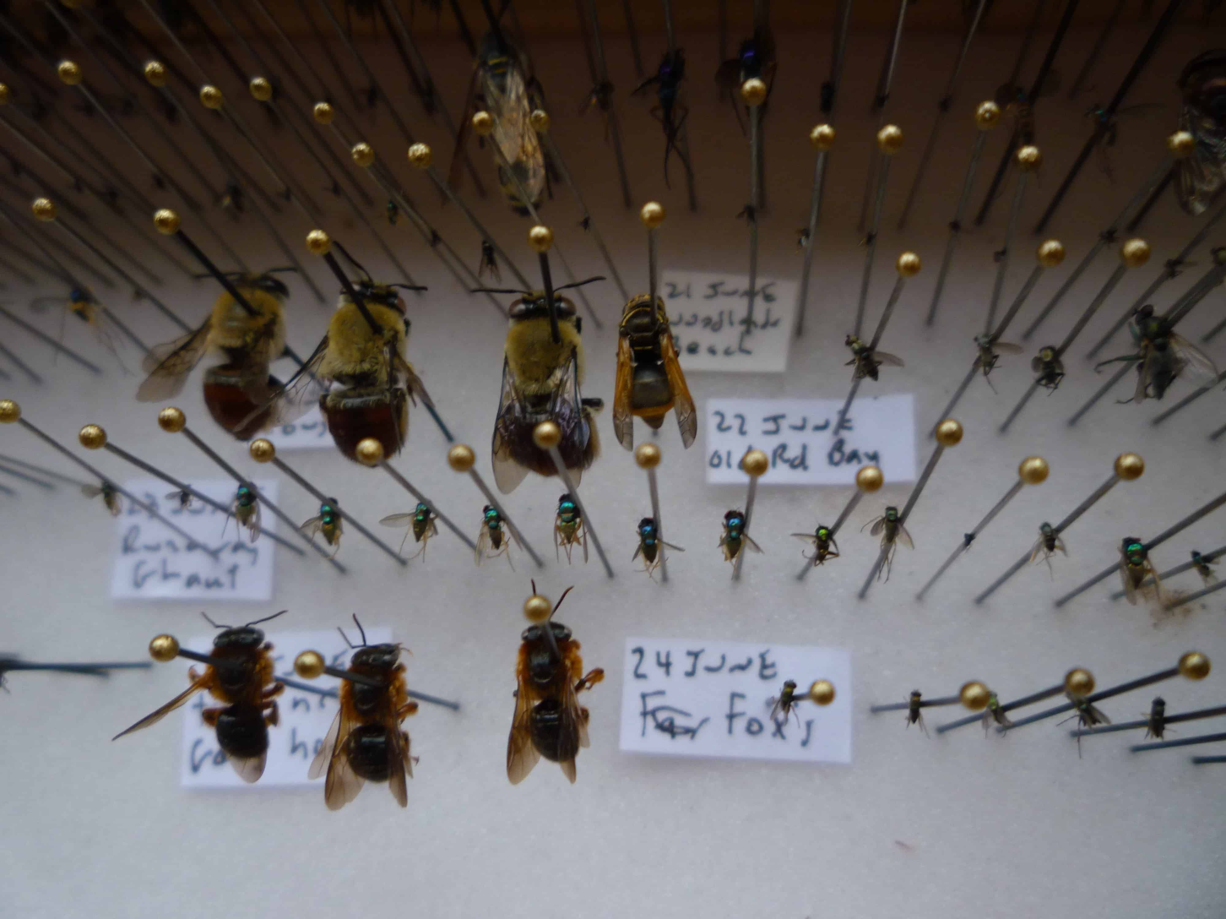 MSU Associate researcher, Dr Justin Runyon's collection of invertebrates; Copyright: UKOTCF