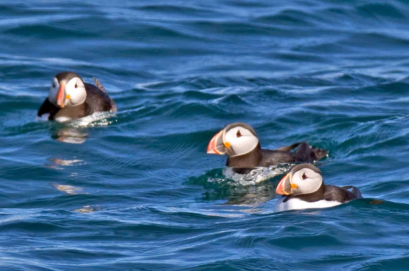 Banner Image: Puffins off Burhou; Copyright: Alderney Wildlife Trust 