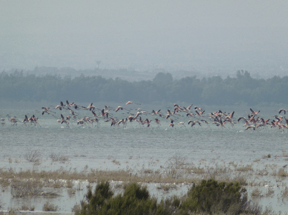 Flamingoes at Akrotiri salt marsh- a Ramsar Wetland of International Importance; Copyright: Felix Driver