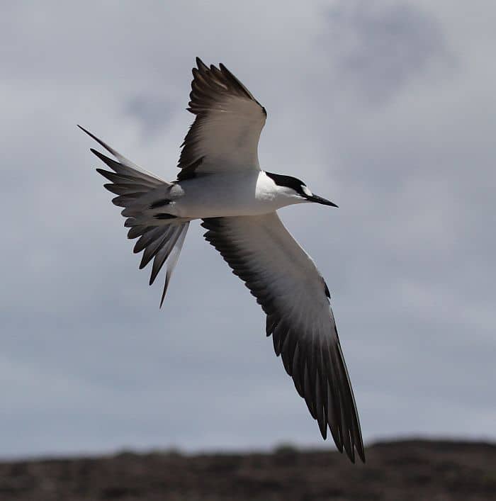 Sooty tern Mars Bay Ascension; Copyright: RNBWS/Mark Cutts