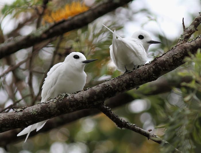 White tern Gygis alba on St Helena; Copyright: RNBWS/Steve Copsey