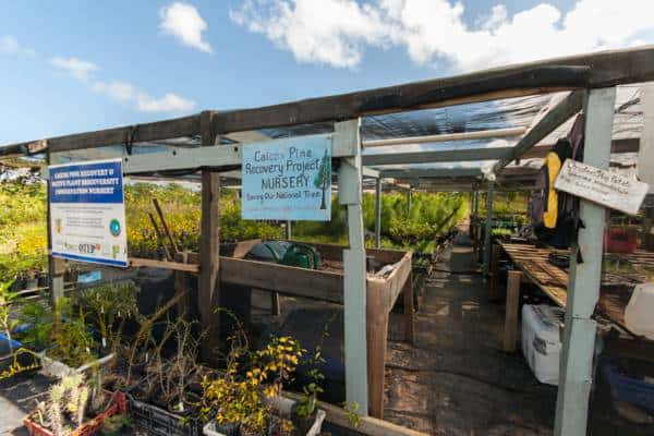 Caicos Pine nursery at Government Farm on Middle Caicos; Copyright: visittci.com;