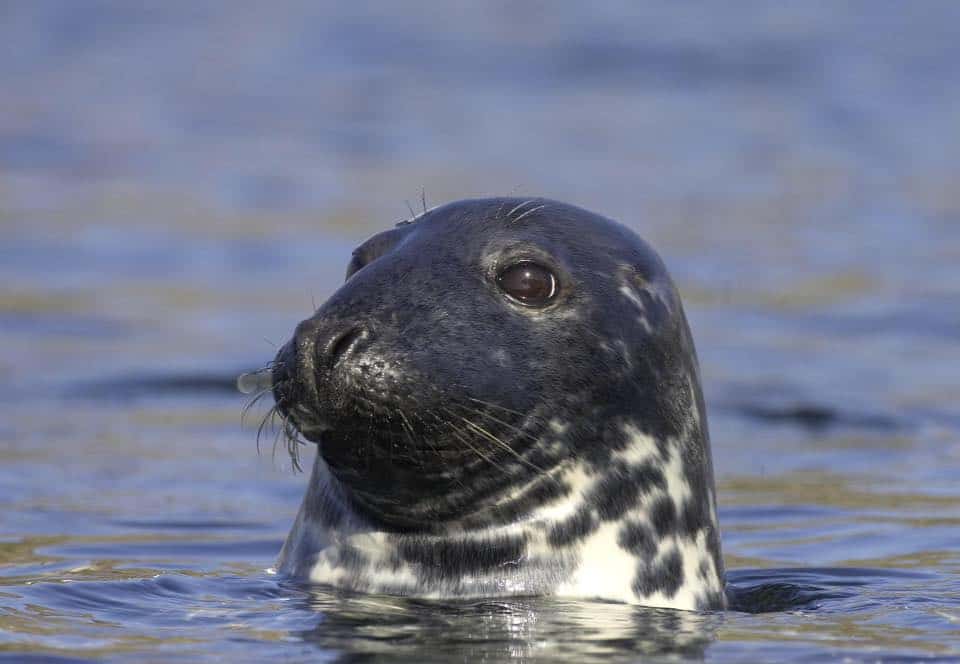 Seal in the waters around Alderney