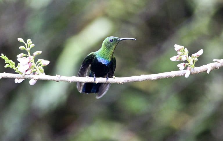 green throated carib