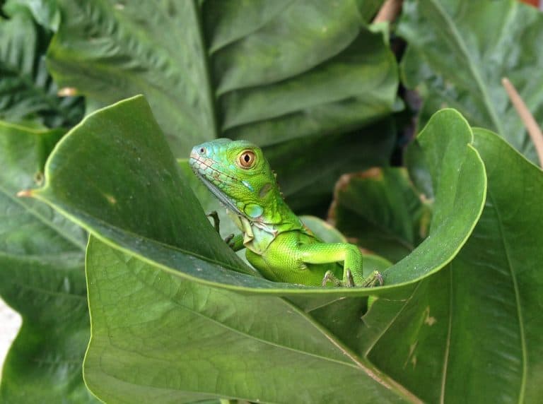 Juvenile green iguana, an invasive species