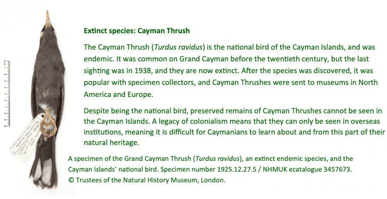 Extinct species: Cayman Thrush The Cayman Thrush (Turdus ravidus) is the national bird of the Cayman Islands, and was endemic. It was common on Grand Cayman before the twentieth century, but the last sighting was in 1938, and they are now extinct. After the species was discovered, it was popular with specimen collectors, and Cayman Thrushes were sent to museums in North America and Europe. Despite being the national bird, preserved remains of Cayman Thrushes cannot be seen in the Cayman Islands. A legacy of colonialism means that they can only be seen in overseas institutions, meaning it is difficult for Caymanians to learn about and from this part of their natural heritage. A specimen of the Grand Cayman Thrush (Turdus ravidus)